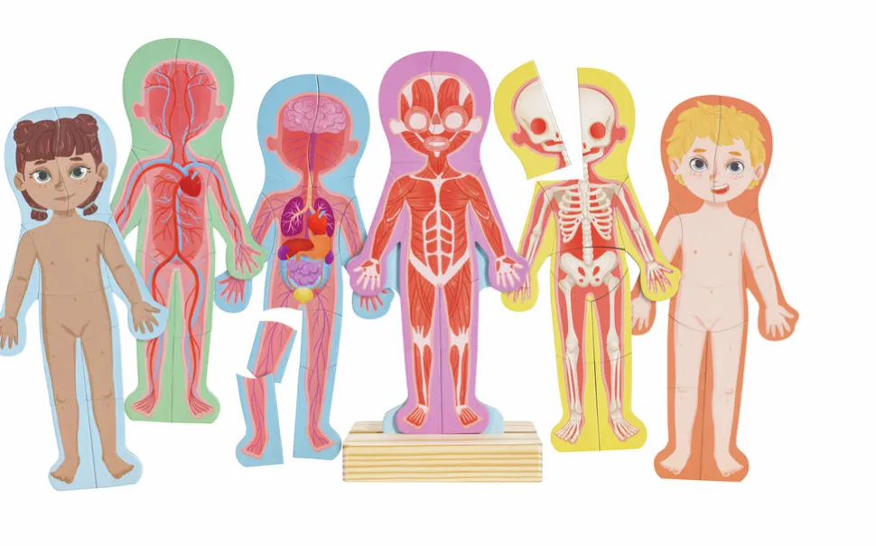 Rompecabezas magnético del cuerpo humano · Hape