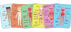Rompecabezas magnético del cuerpo humano · Hape